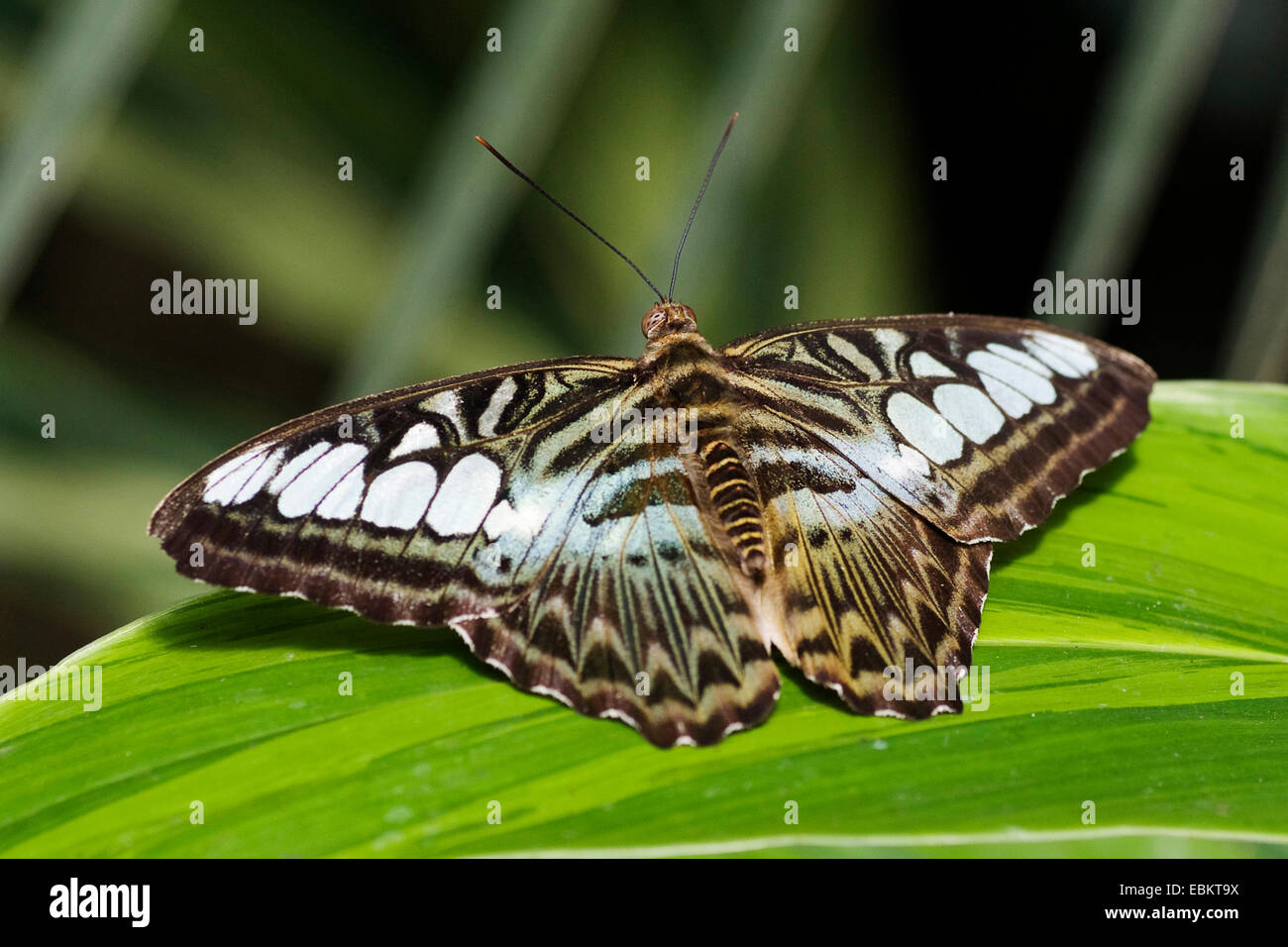 Brown Clipper (Parthenos sylvia), sitting on a leaf, Germany Stock Photo