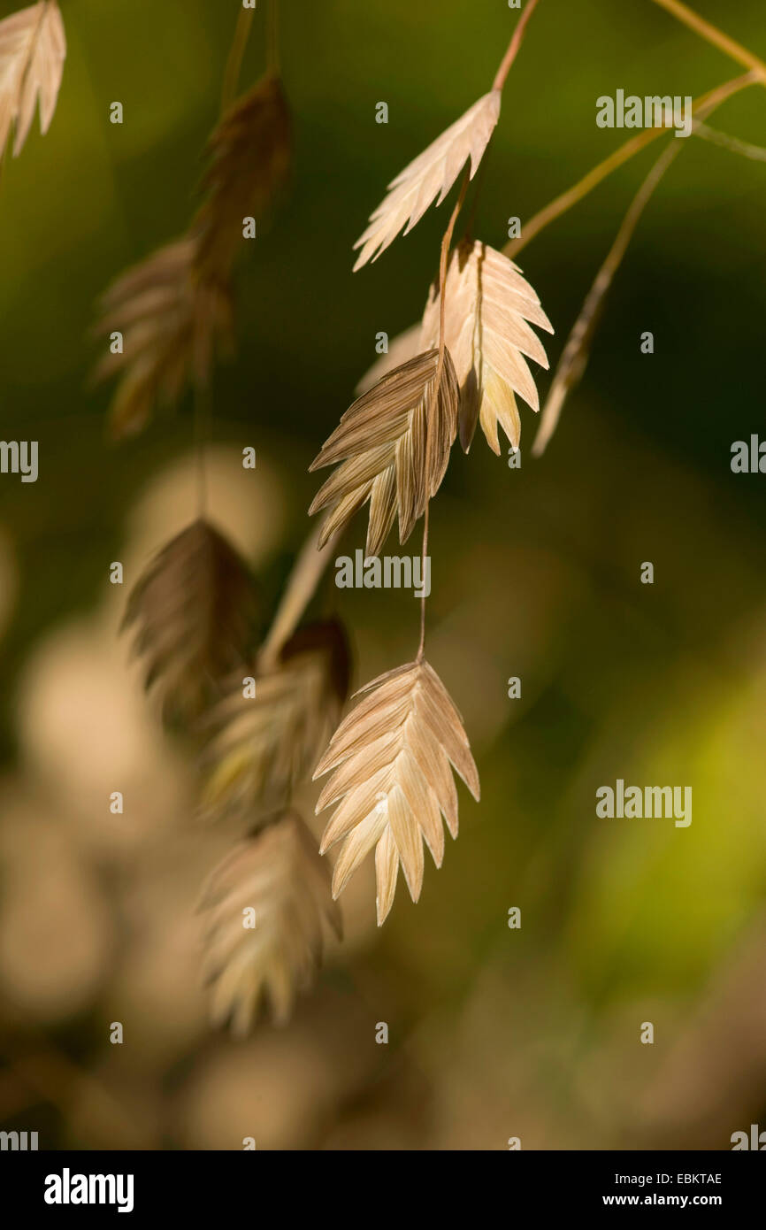 Wood-oats, Flat Oats (Chasmanthium latifolium, Uniola latifolia), spikelets Stock Photo