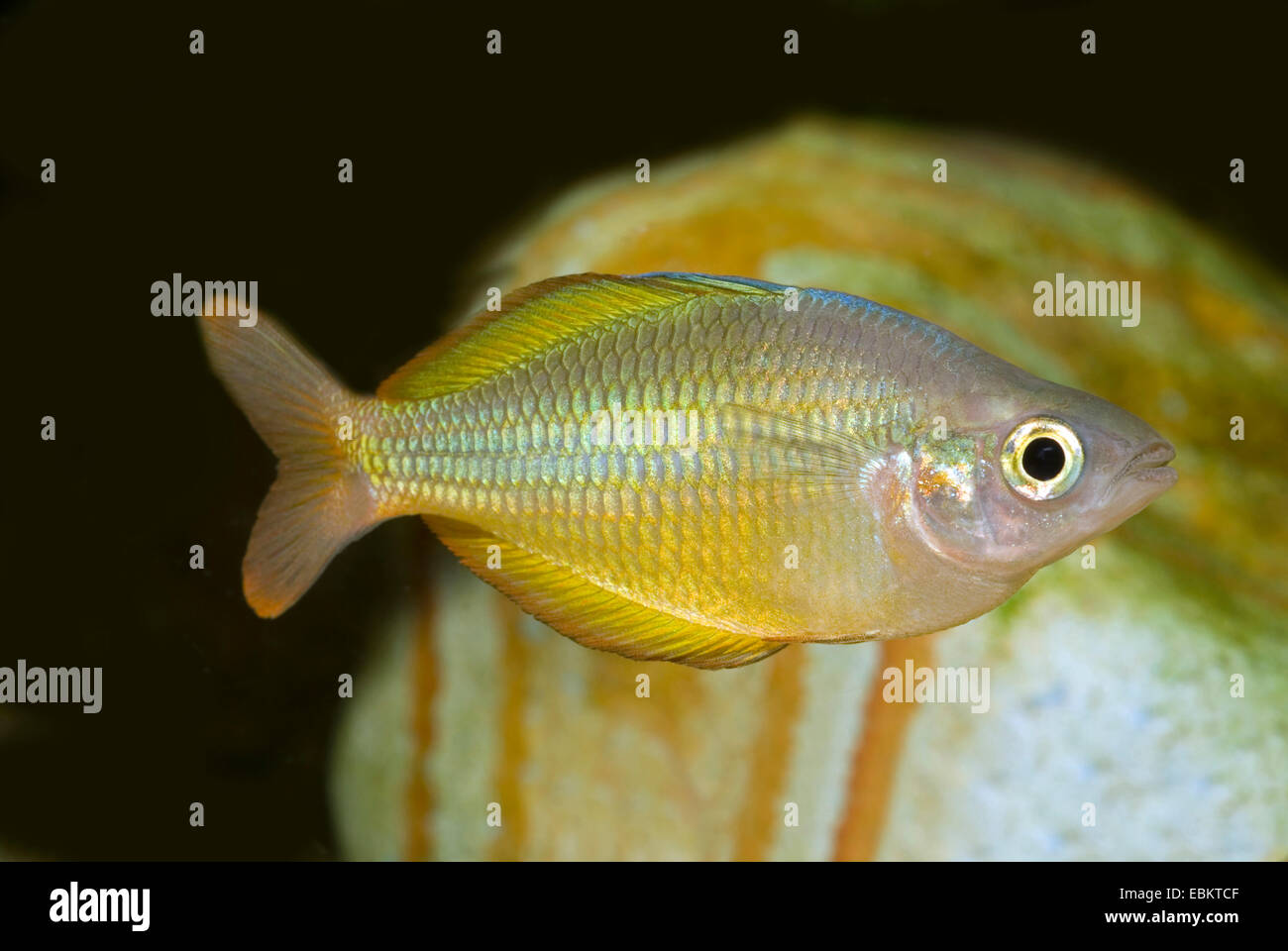 Lake Tebera Rainbowfish (Melanotaenia herbertaxelrodi), full length portrait Stock Photo