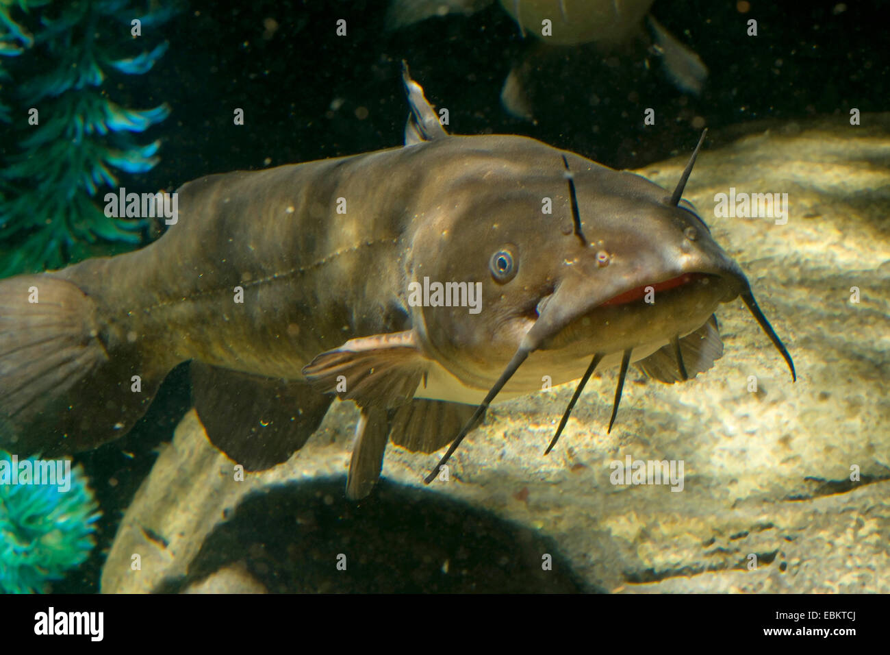 brown bullhead, speckled catfish, horned pout, American catfish (Ameiurus nebulosus, Ictalurus