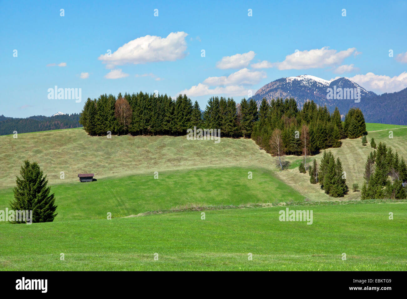 hilly meadows and groove, Germany, Bavaria, Oberbayern, Upper Bavaria, Mittenwald Stock Photo
