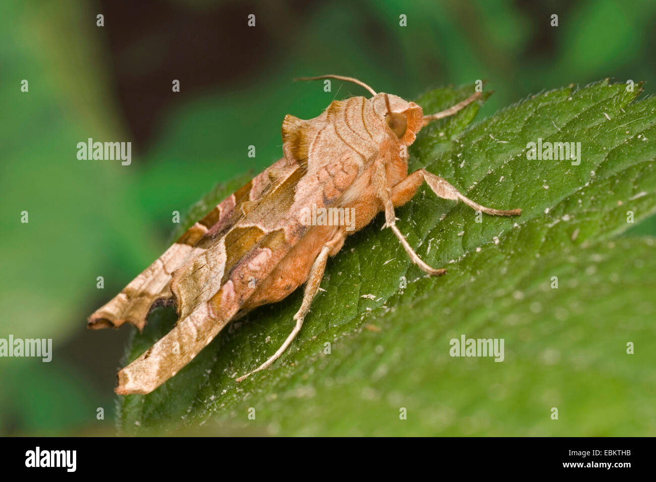 angle shades (Phlogophora meticulosa), sitting on a leaf, Germany Stock Photo