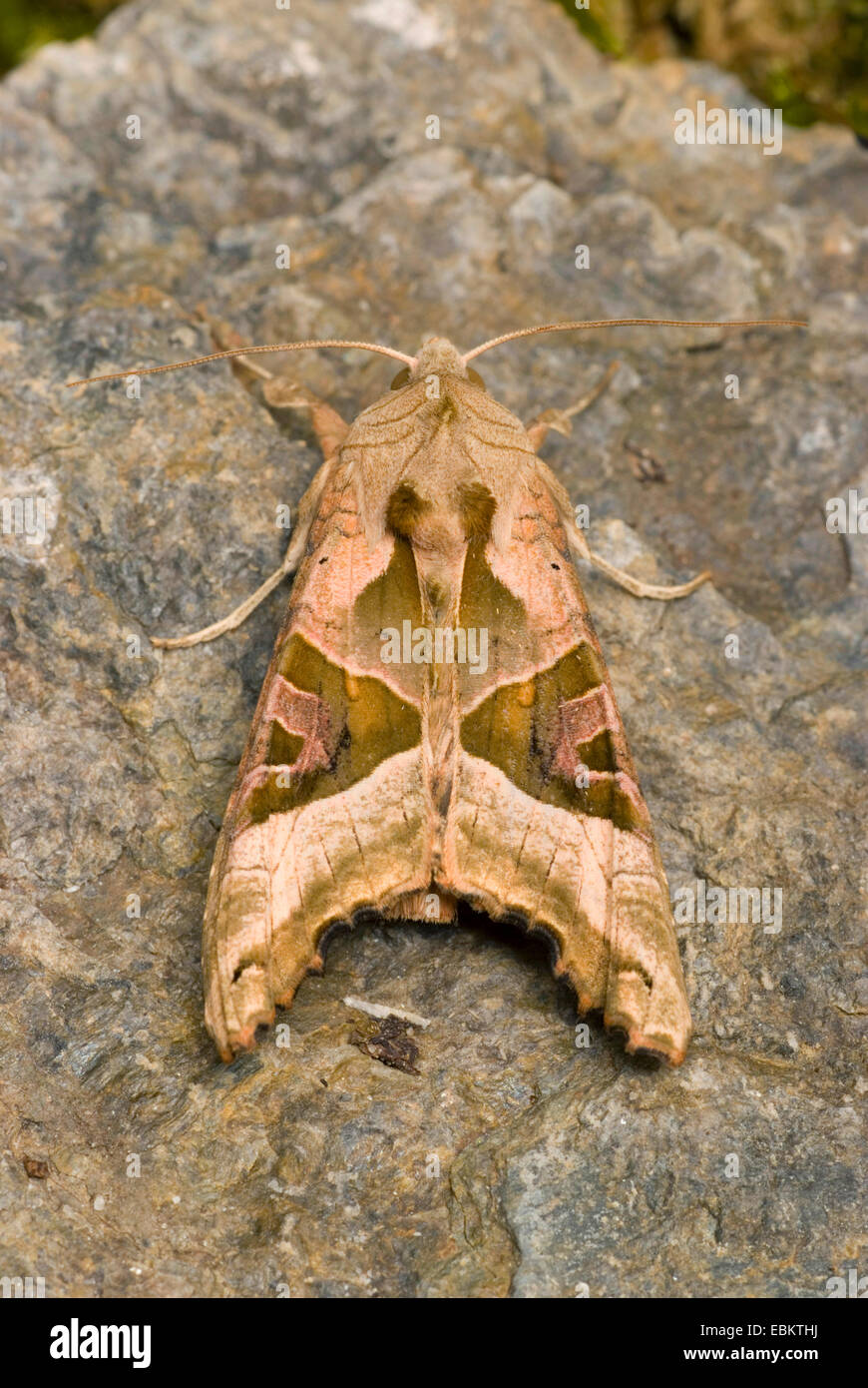 angle shades (Phlogophora meticulosa), sitting on a stone, Germany Stock Photo