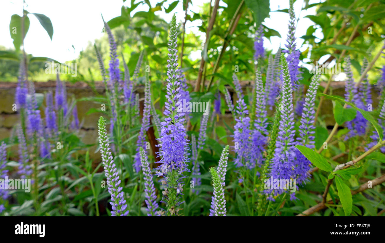 Spiked Speedwell (Pseudolysimachion spicatum, Veronica spicata), blooming in a garden, Germany Stock Photo