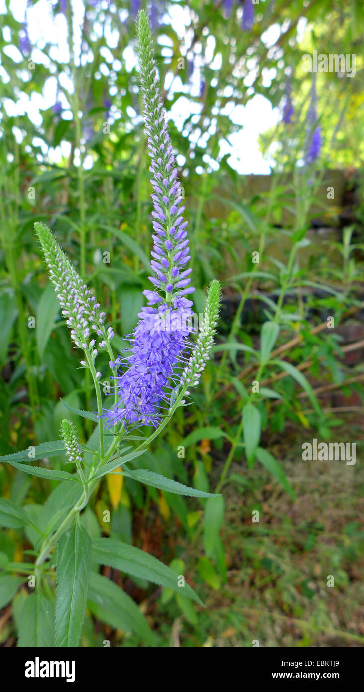Spiked Speedwell (Pseudolysimachion spicatum, Veronica spicata), inflorescence, Germany Stock Photo