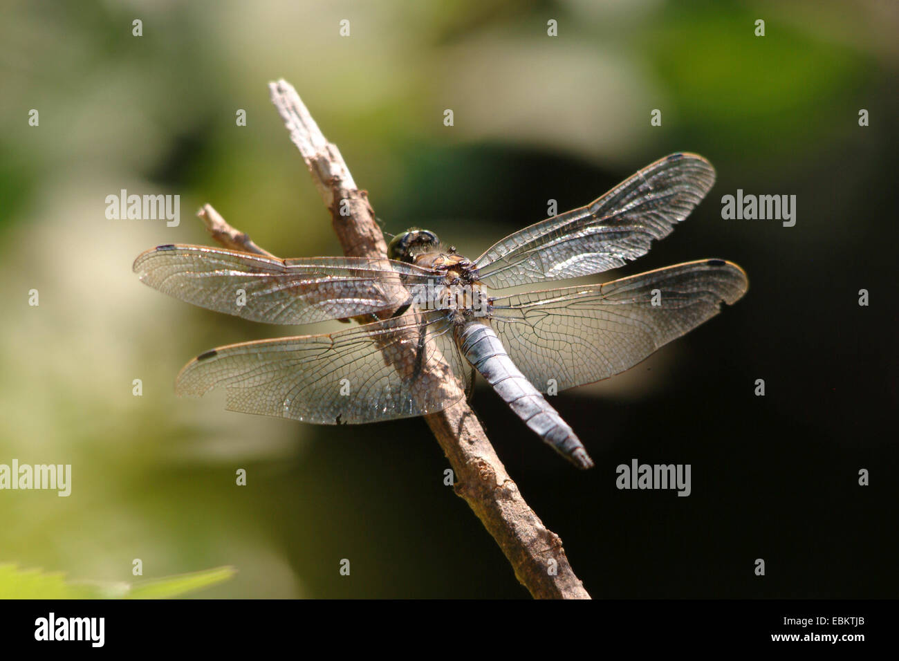 black-tailed skimmer (Orthetrum cancellatum), male sitting on a stick, Germany Stock Photo