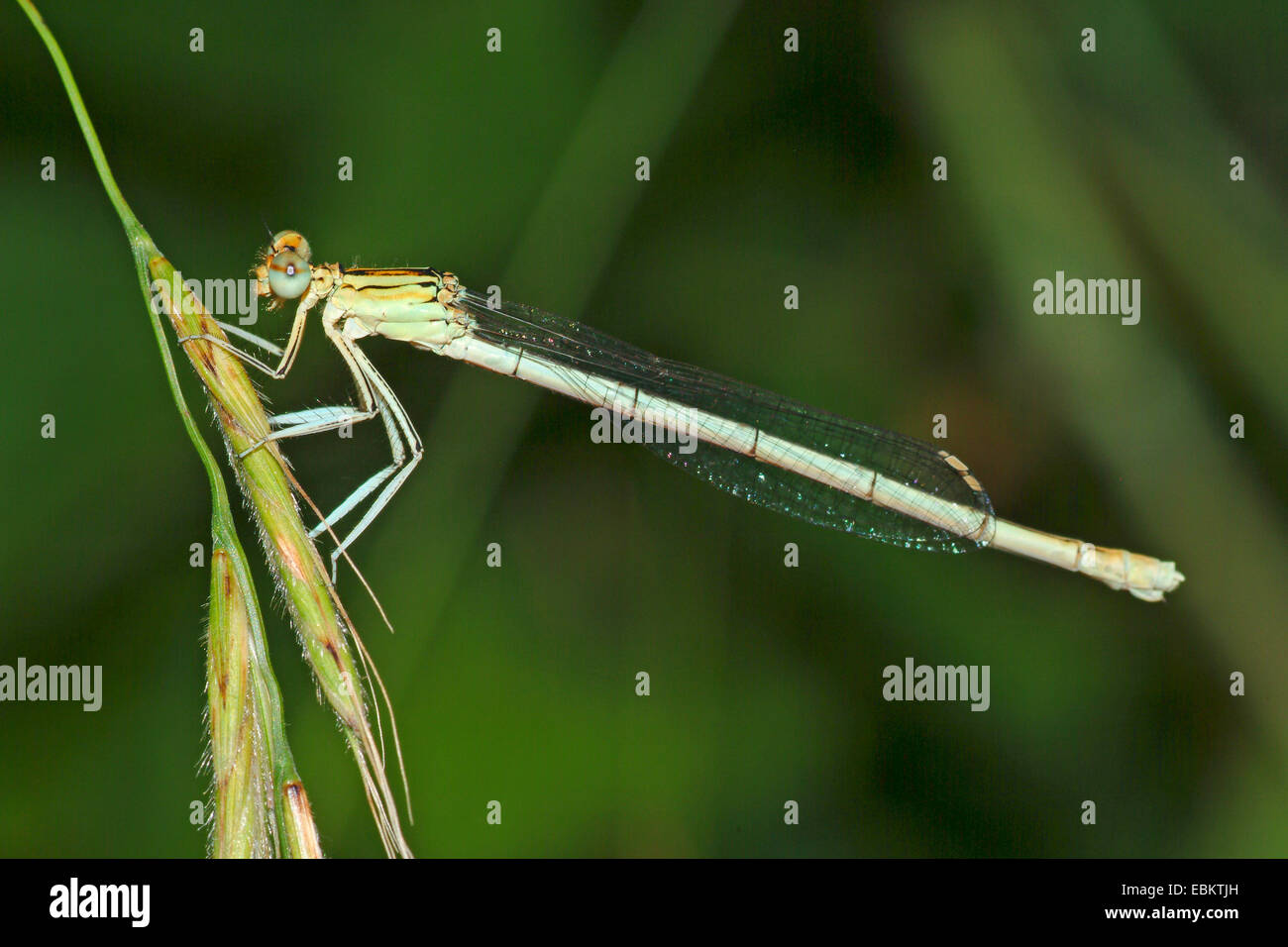 white-legged damselfly (Platycnemis pennipes), sitting on a grass ear ...