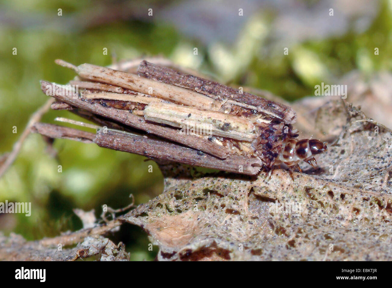Bagworm (Psyche cf. casta), caterpillar in its case, Germany, North Rhine-Westphalia Stock Photo