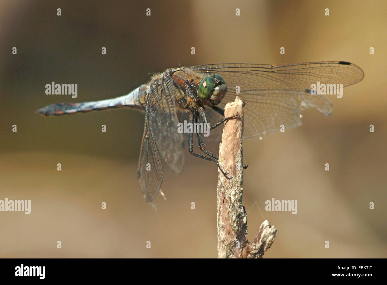 black-tailed skimmer (Orthetrum cancellatum), male sitting on a stick, Germany Stock Photo