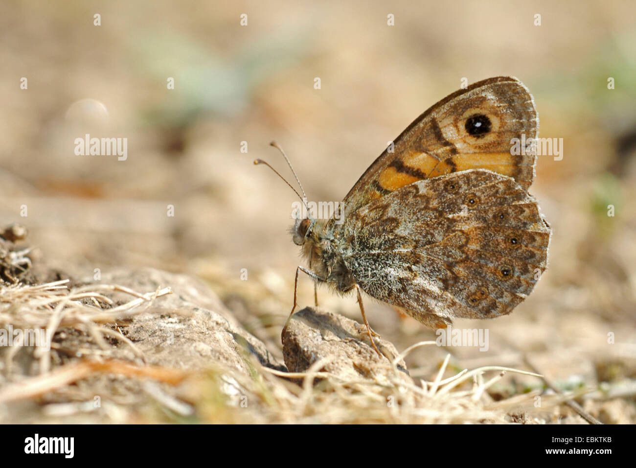 wall, wall brown (Lasiommata megera, Pararge megera), sitting on the ground, Germany Stock Photo