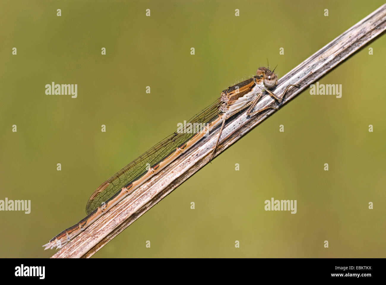 winter damselfly (Sympecma fusca), sitting on a twig well camouflaged, Germany Stock Photo