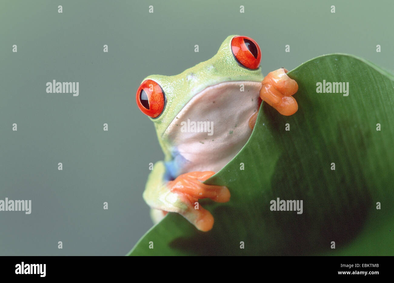 red-eyed treefrog, redeyed treefrog, redeye treefrog, red eye treefrog, red eyed frog (Agalychnis callidryas), male Stock Photo