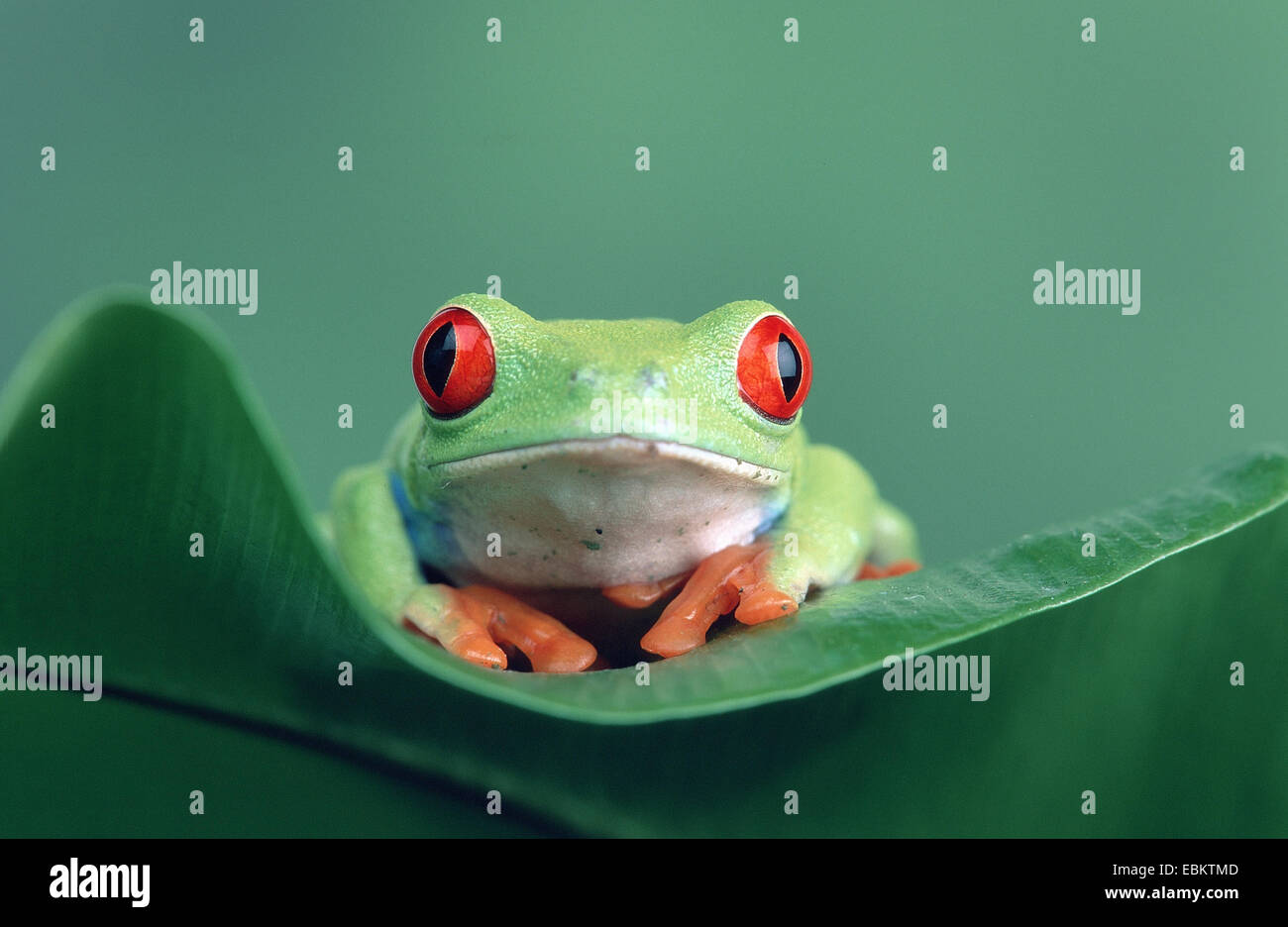 red-eyed treefrog, redeyed treefrog, redeye treefrog, red eye treefrog, red eyed frog (Agalychnis callidryas), male, portrait Stock Photo
