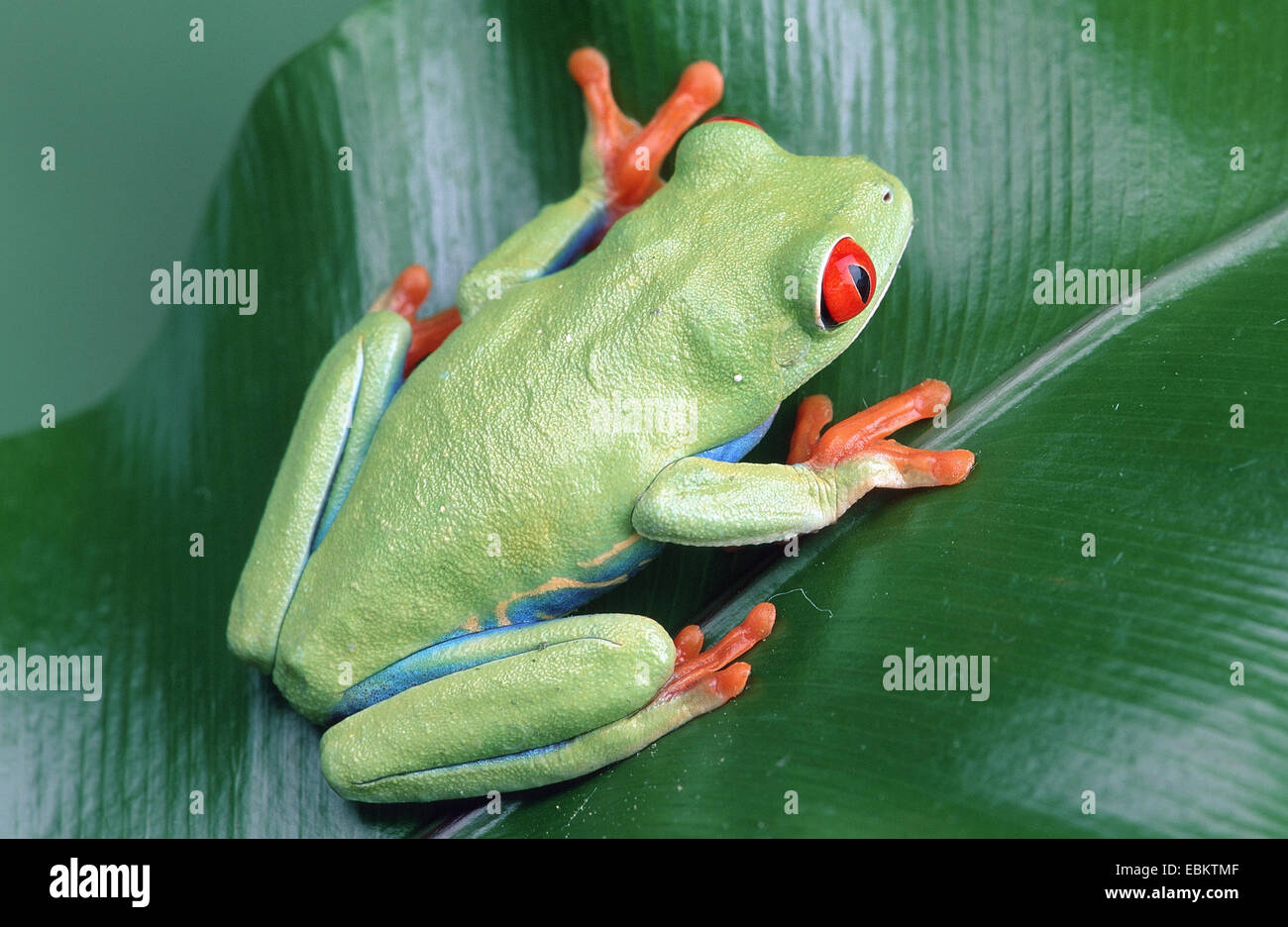red-eyed treefrog, redeyed treefrog, redeye treefrog, red eye treefrog, red eyed frog (Agalychnis callidryas), male on a leaf Stock Photo