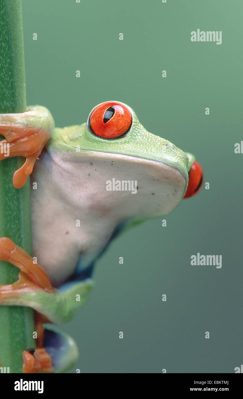 red-eyed treefrog, redeyed treefrog, redeye treefrog, red eye treefrog, red eyed frog (Agalychnis callidryas), male, portrait Stock Photo