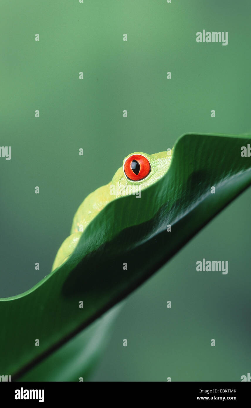 red-eyed treefrog, redeyed treefrog, redeye treefrog, red eye treefrog, red eyed frog (Agalychnis callidryas), male on a leaf Stock Photo