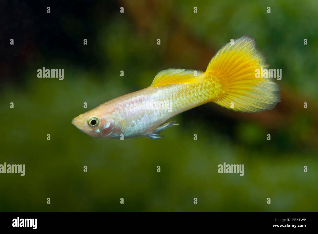 Guppy Gold Hi-Res Stock Photography And Images - Alamy