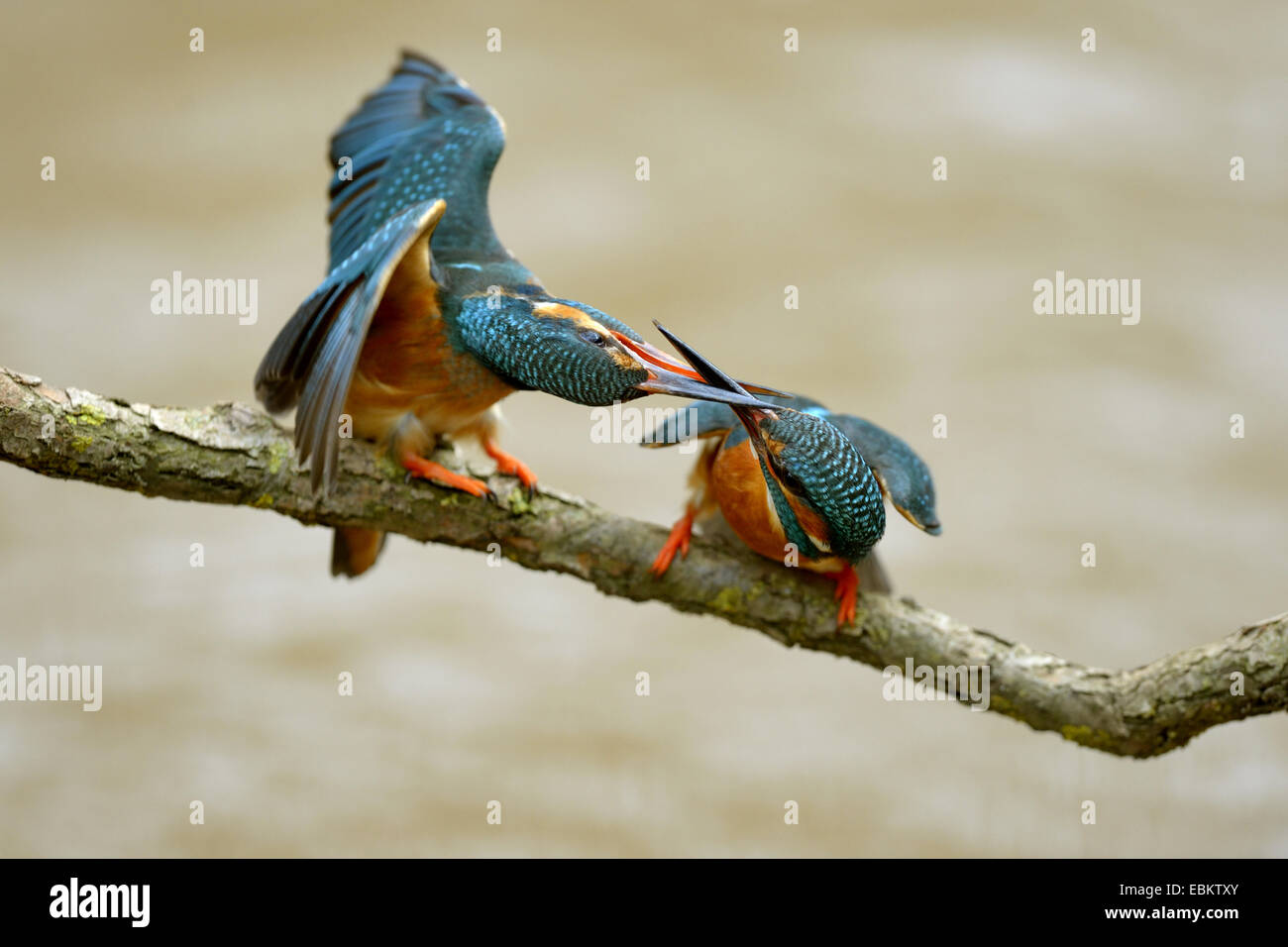 river kingfisher (Alcedo atthis), terrtorial fights of two females, Germany, Baden-Wuerttemberg Stock Photo