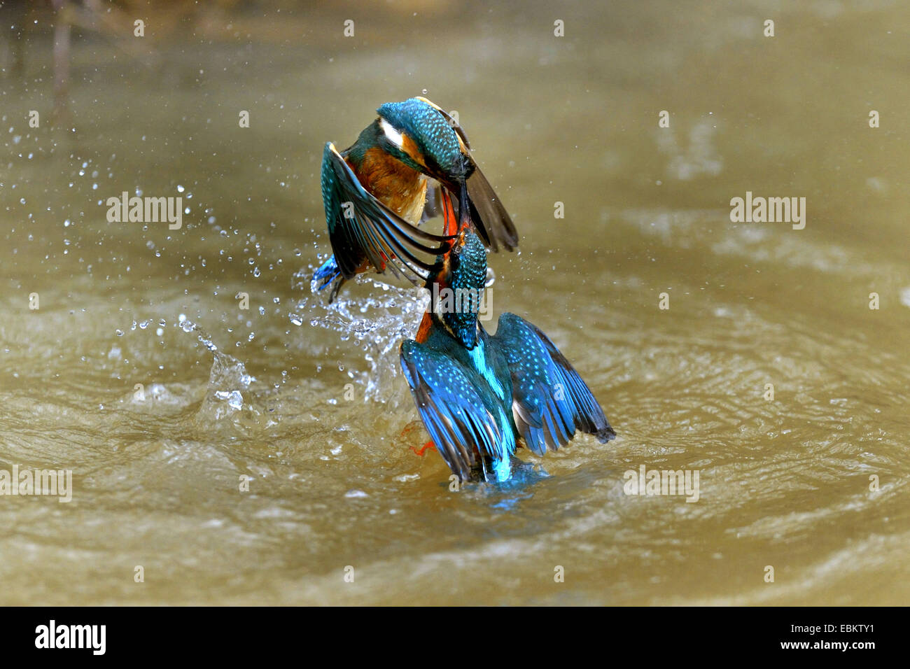 river kingfisher (Alcedo atthis), territorial fight of two females, Germany, Baden-Wuerttemberg Stock Photo