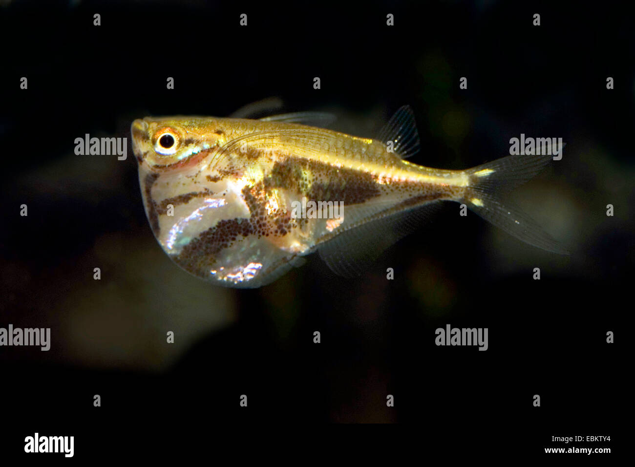marbled hatchetfish (Carnegiella strigata), swimming Stock Photo