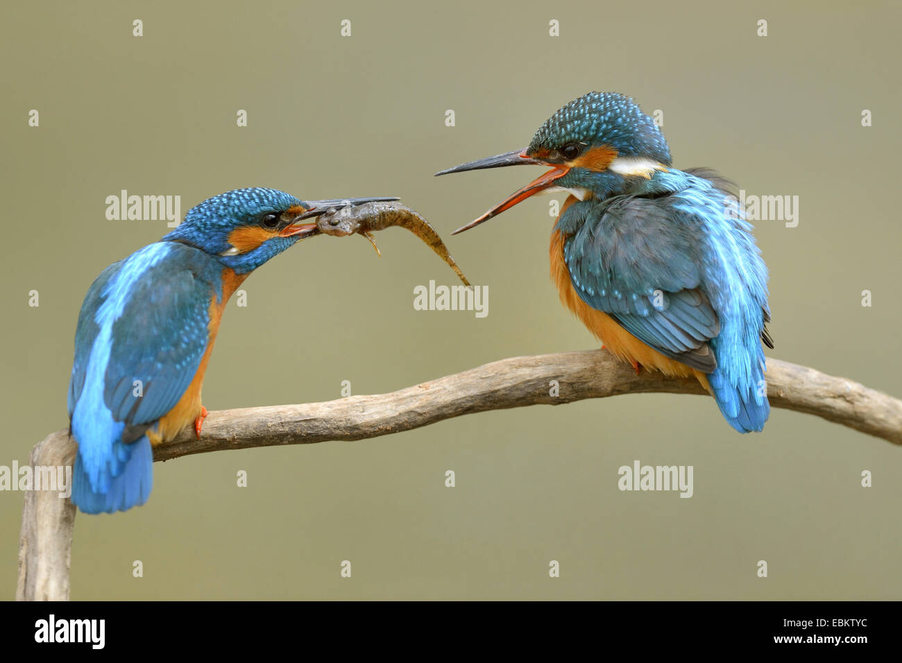 river kingfisher (Alcedo atthis), giving prey to the mate at mating time in spring, Germany, Baden-Wuerttemberg Stock Photo