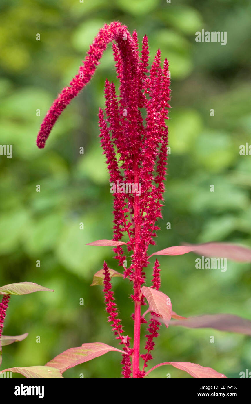 Prince's Feather (Amaranthus hypochondriacus), inflorescence Stock Photo