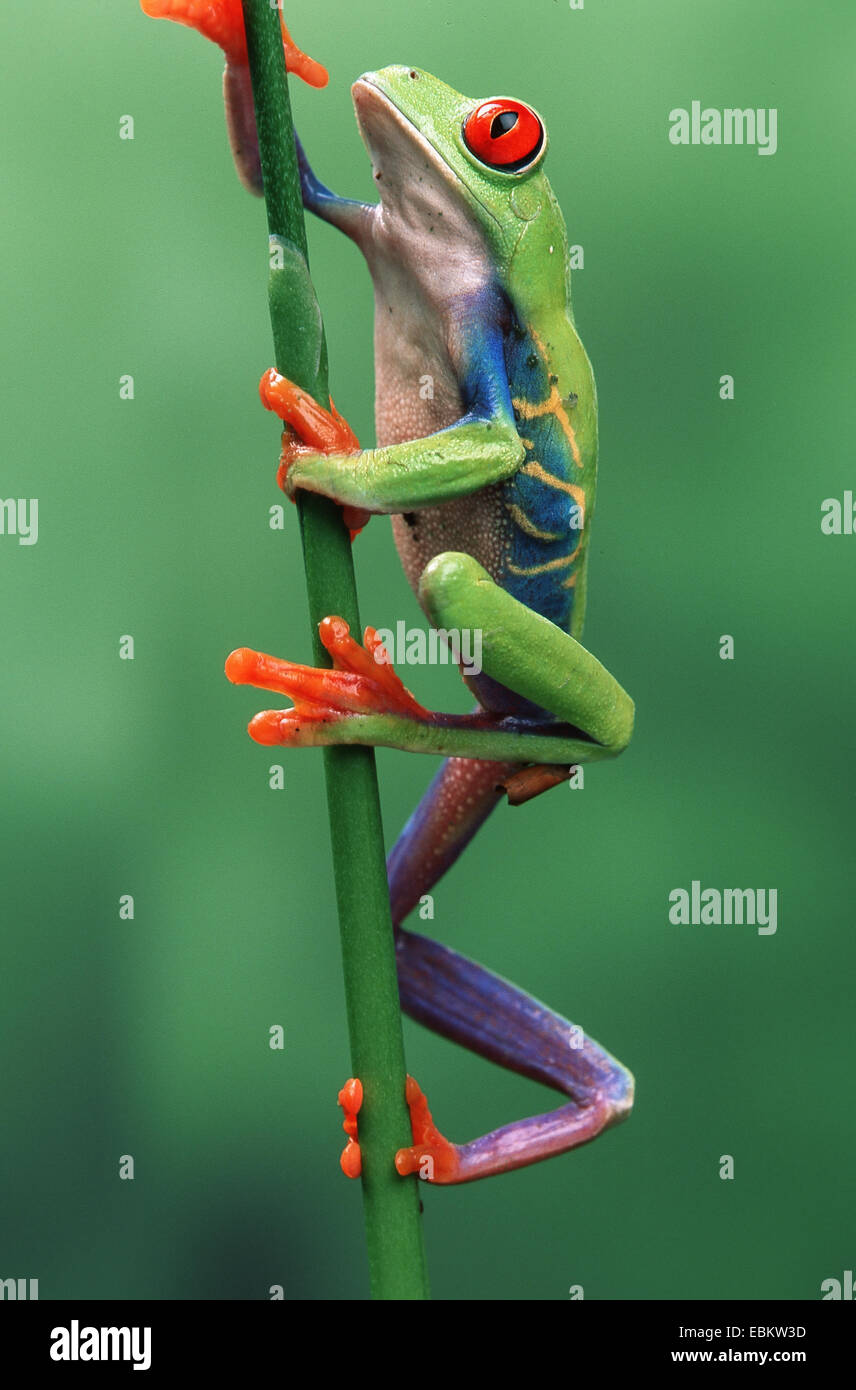 red-eyed treefrog, redeyed treefrog, redeye treefrog, red eye treefrog, red eyed frog (Agalychnis callidryas), male climbing on a blade of grass Stock Photo