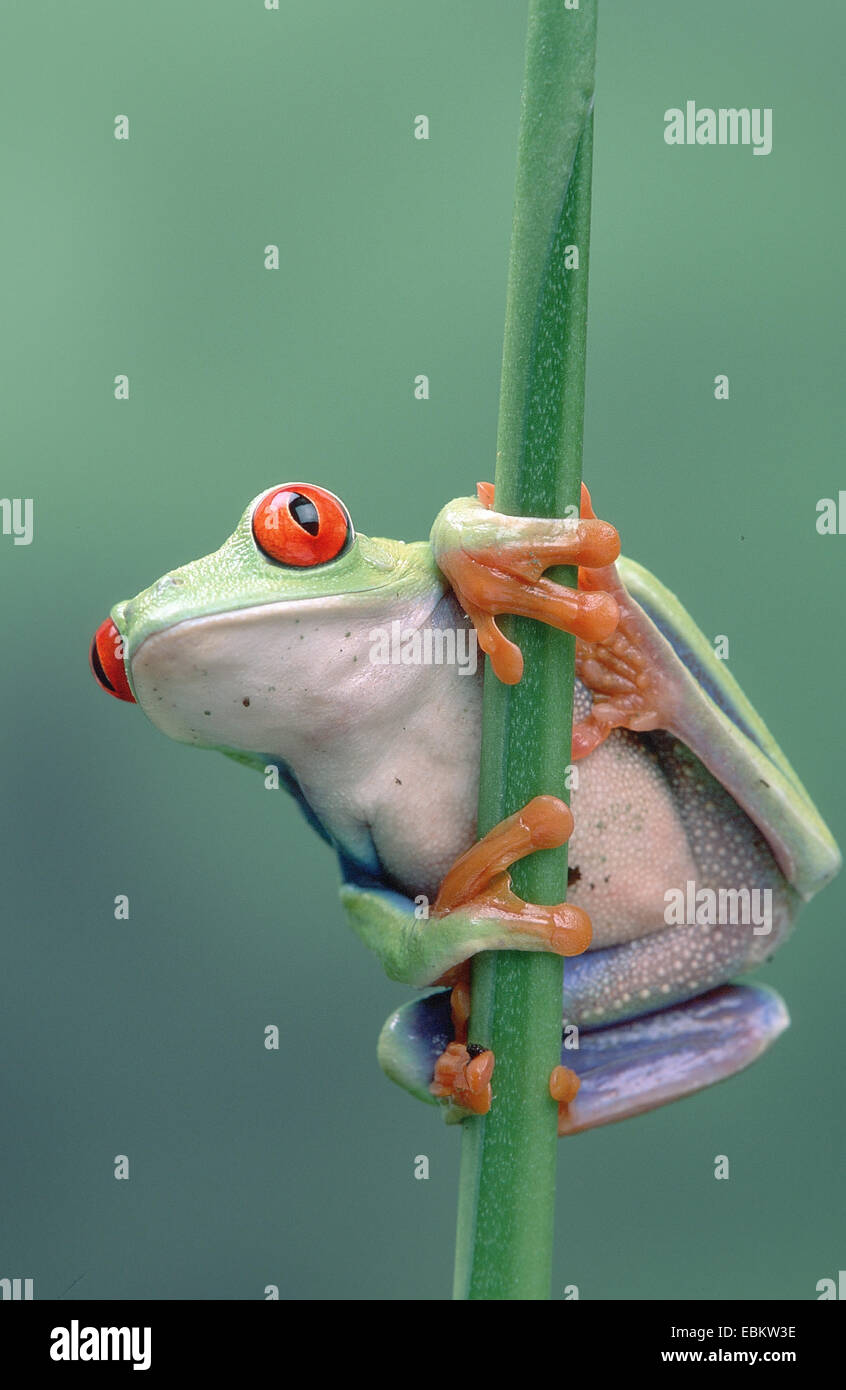 red-eyed treefrog, redeyed treefrog, redeye treefrog, red eye treefrog, red eyed frog (Agalychnis callidryas), male on blade of grass Stock Photo