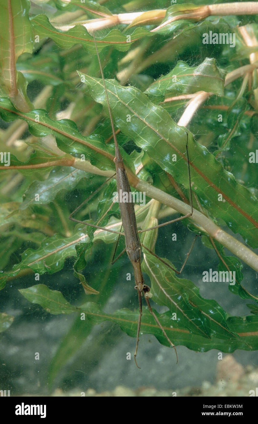 Water Stick Insect, Long-bodied Water Scorpion (Ranatra linearis), on water surface, Germany Stock Photo