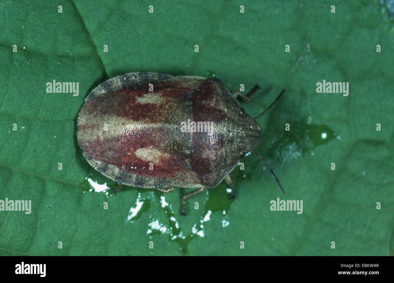 Shield-back bug (Eurygaster maura), on a leaf, Germany Stock Photo