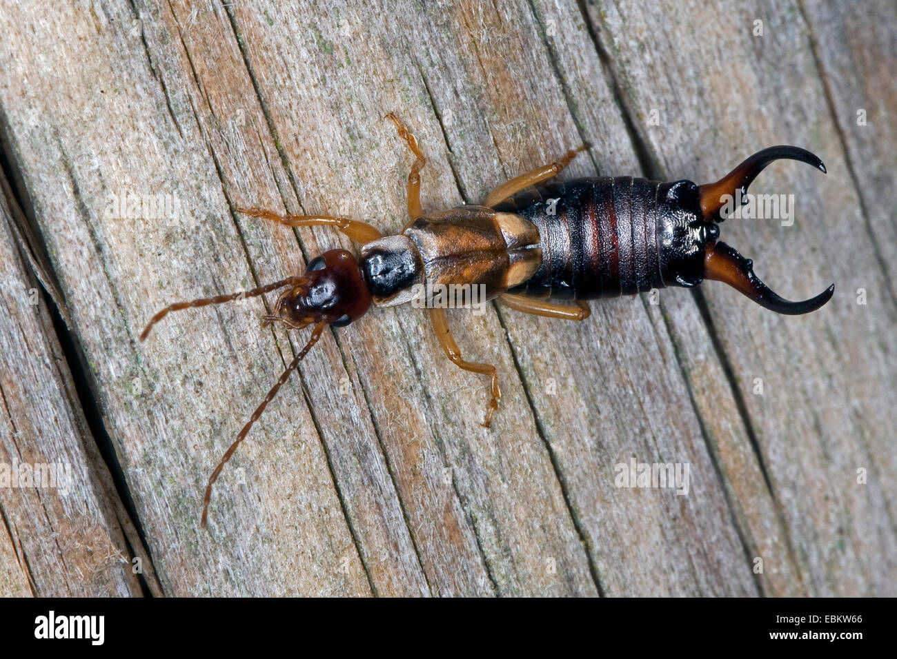 common earwig, European earwig (Forficula auricularia), male with large cerci sitting on deadwood, Germany Stock Photo