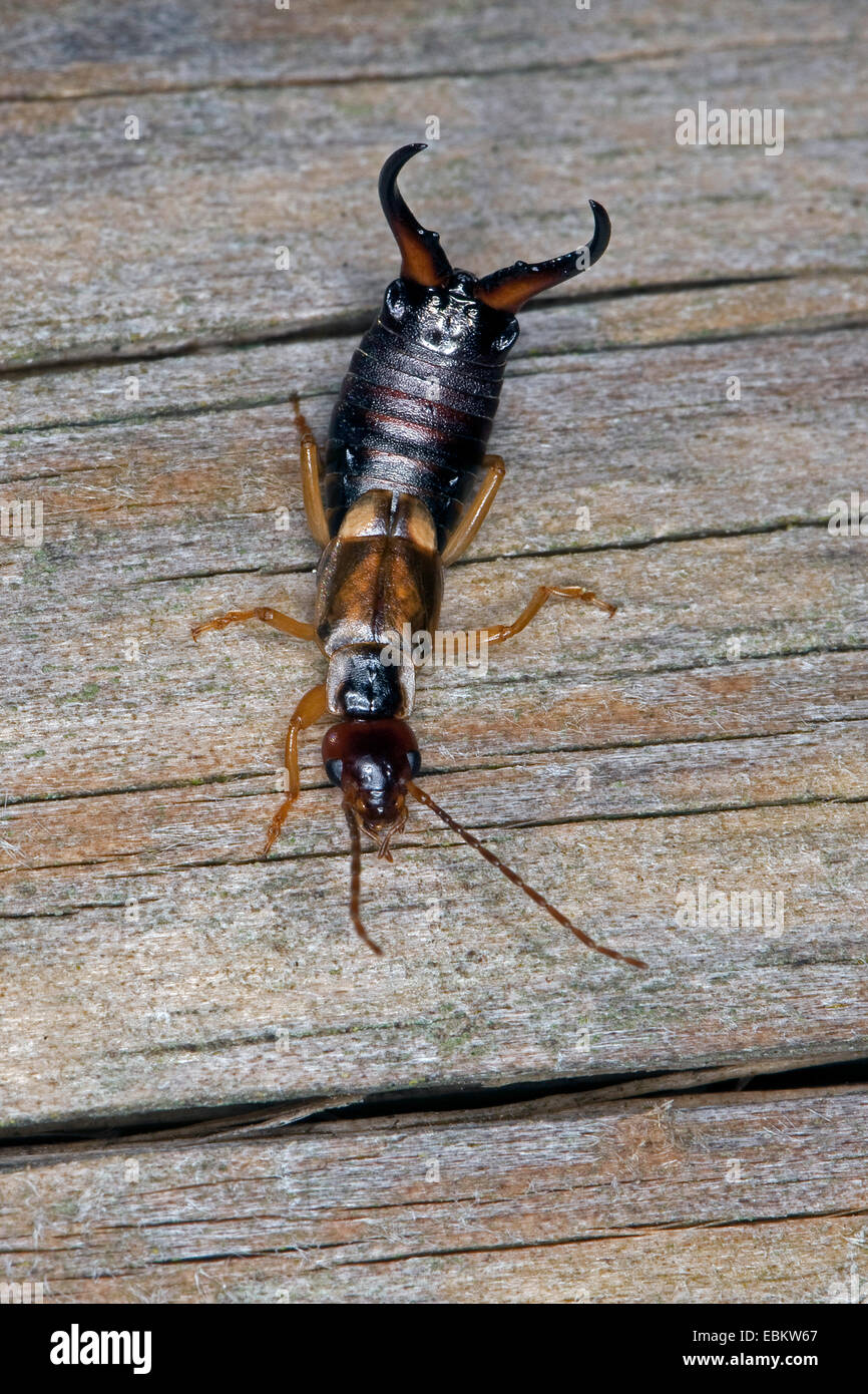 common earwig, European earwig (Forficula auricularia), male with large cerci sitting on deadwood, Germany Stock Photo