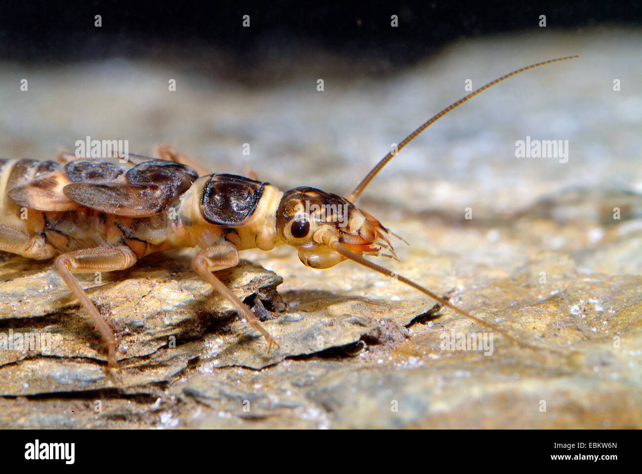 Stonefly (Perlodes spec.), portrait Stock Photo