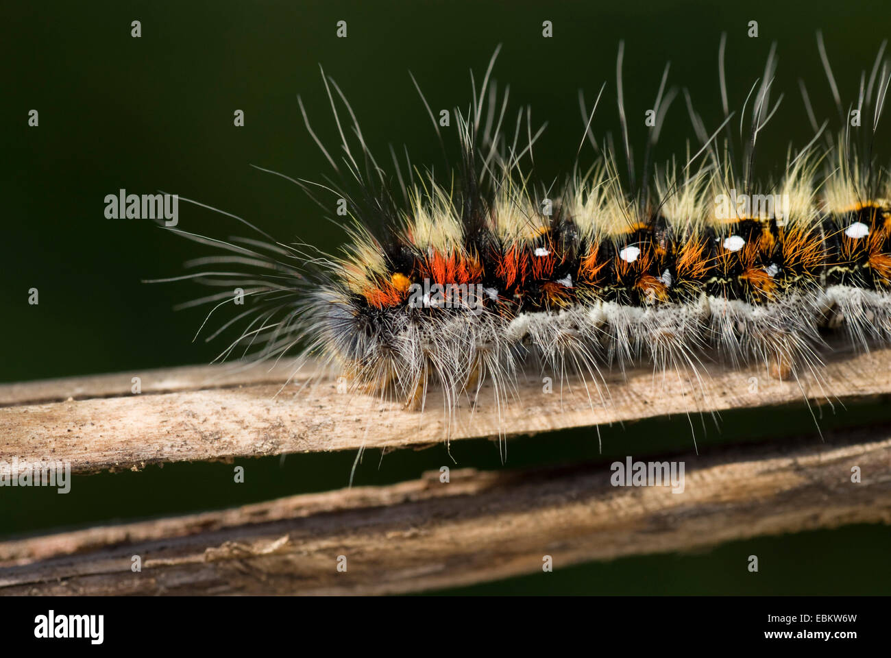 Butterfly Larva On Leaf Stock Photo By ©lnzyx 50777007,, 41% OFF