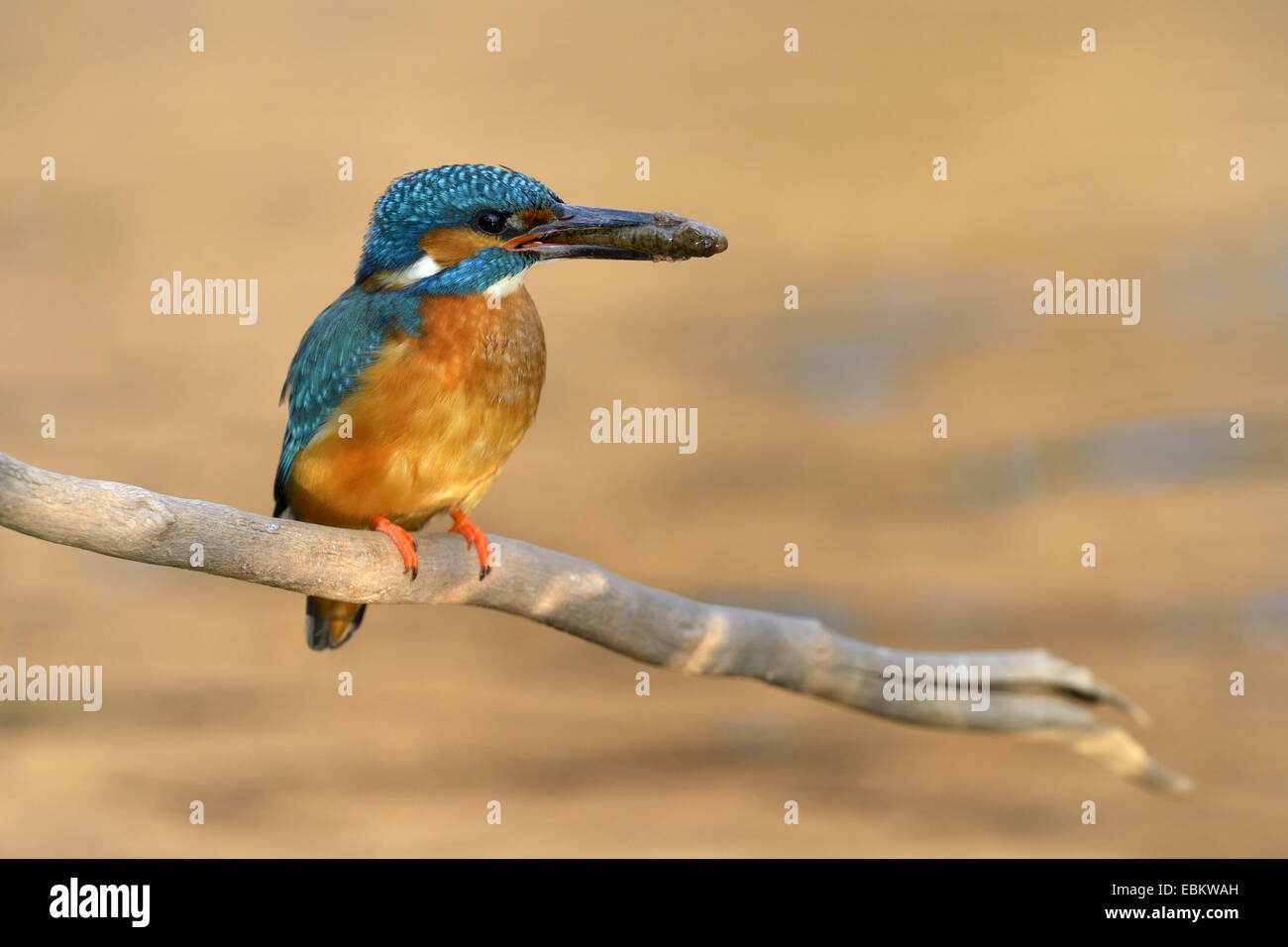 river kingfisher (Alcedo atthis), male with prey in evening light, Germany, Baden-Wuerttemberg Stock Photo