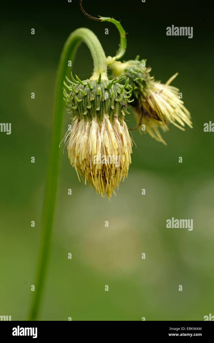 Yellow Melancholy Thistle (Cirsium erisithales), blooming, Italy Stock