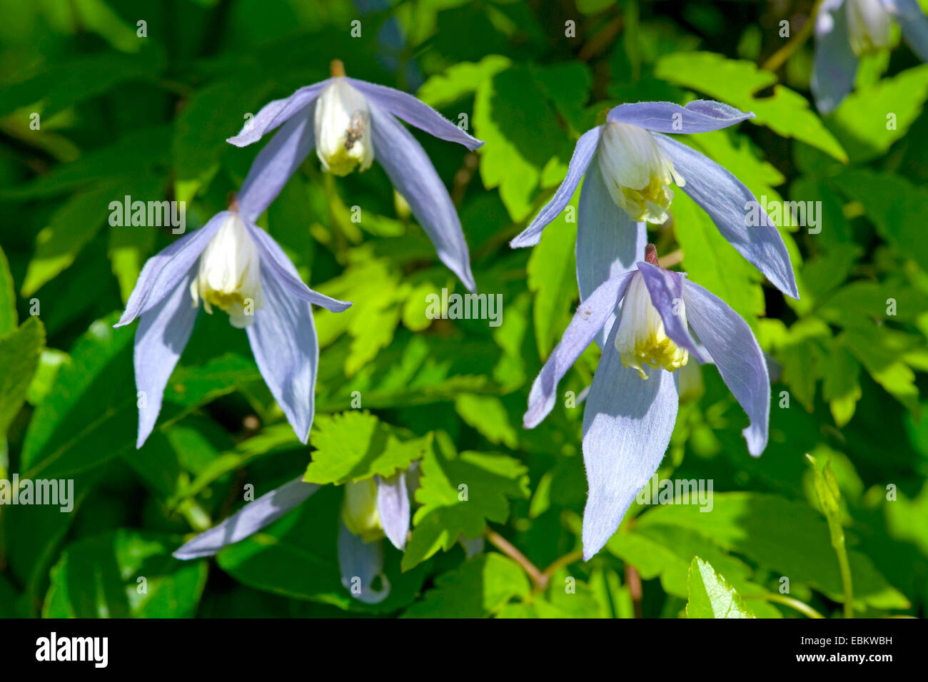 Clematis alpina hi-res stock photography and images - Alamy