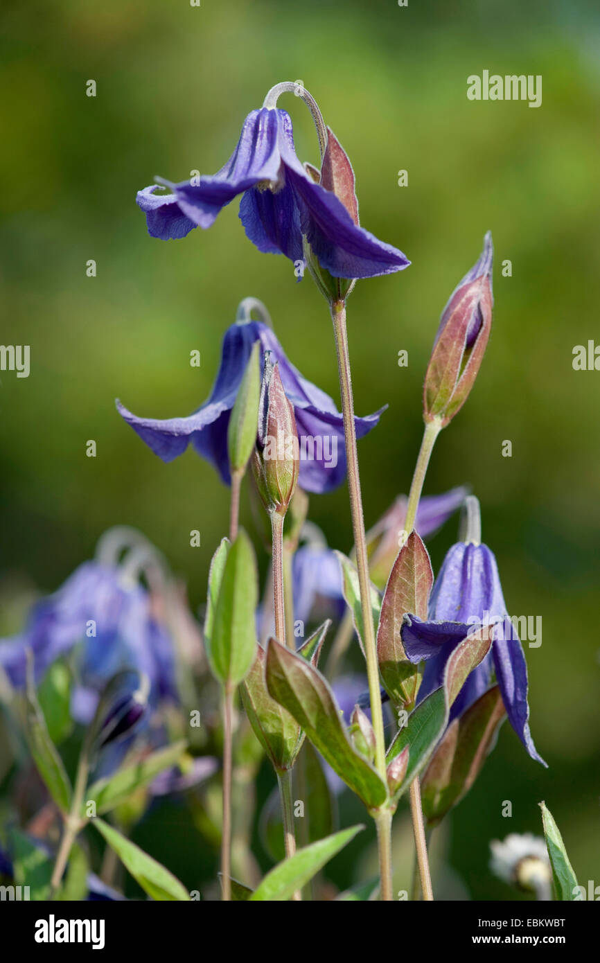 Solitary clematis (Clematis integrifolia), blooming Stock Photo