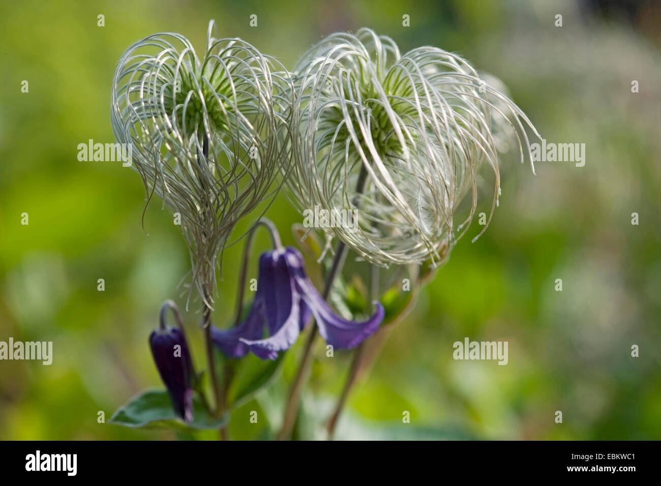 Solitary clematis (Clematis integrifolia), fruiting Stock Photo