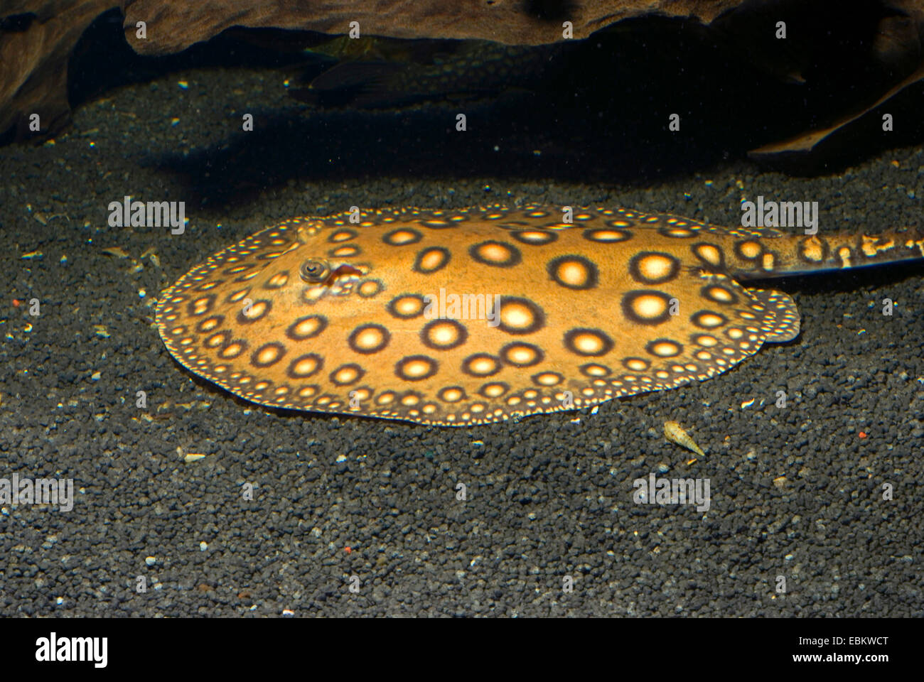 Motoro Stingray (Potamotrygon motoro), on the ground Stock Photo