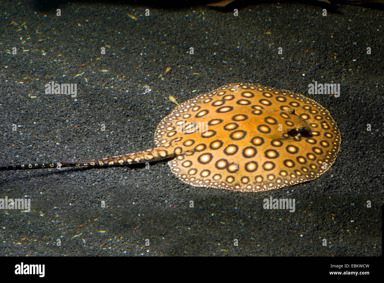 Motoro Stingray (Potamotrygon motoro), on the ground Stock Photo