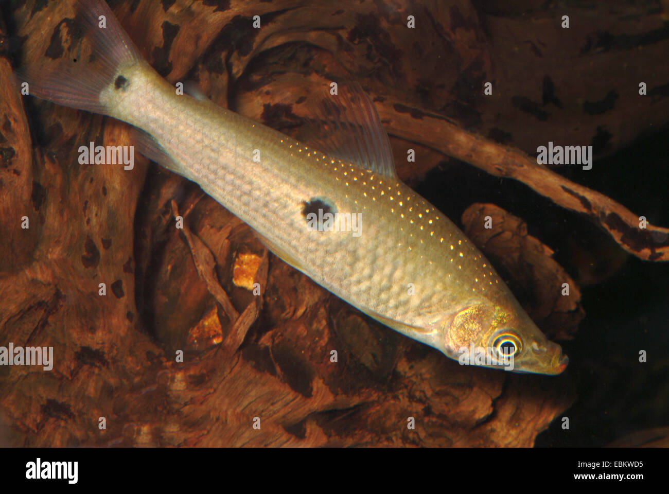Banded leporinus, Black-banded leporinus, Three-spot Headstander (Pseudanos trimaculatus, Anostomus trimaculatus), full length portrait Stock Photo