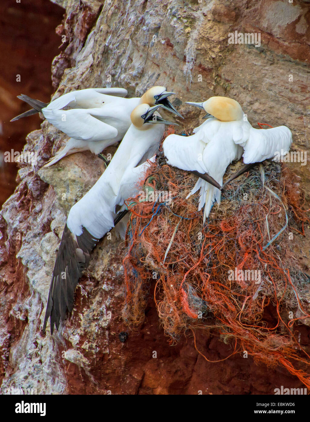 northern gannet (Sula bassana, Morus bassanus), three adult birds quarreling at the nest, Europe, Germany, Schleswig-Holstein, Heligoland Stock Photo