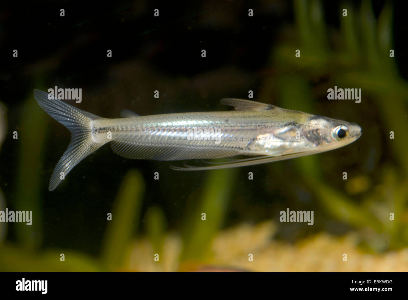 Striped Indian glass catfish (Pseudeutropius atherinoides), full length portrait Stock Photo