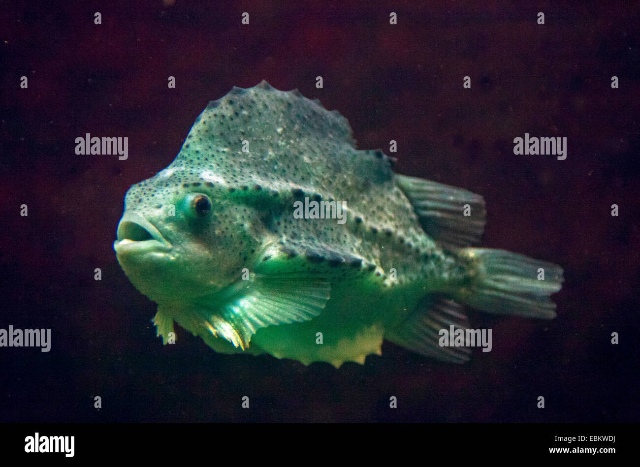 lumpsucker, lumpfish, hen-fish, henfish, sea hen (Cyclopterus lumpus), full length portrait Stock Photo