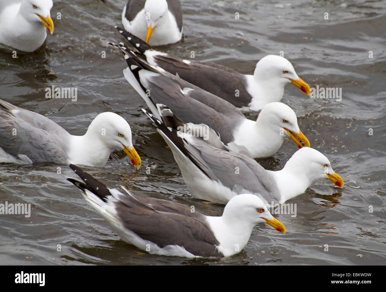 Larus argentatus herring gulls hires stock photography and images Alamy