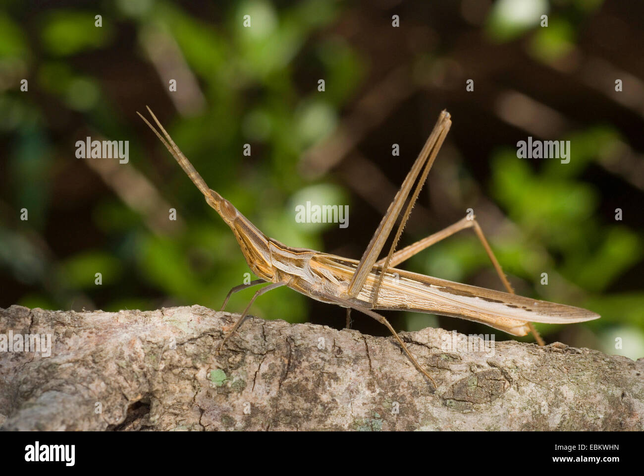 Snouted grasshopper, Long-headed grasshopper, Mediterranean Slant-faced Grasshopper (Acrida hungarica, Acrida ungarica), sitting on a branch, France, Corsica Stock Photo