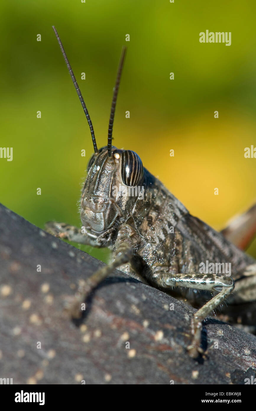 Egyptian grasshopper, Egyptian Locust (Anacridium aegyptium, Anacridium aegypticum), sitting on a branch Stock Photo