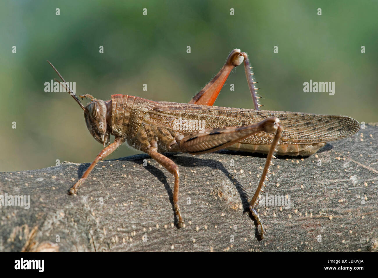 Egyptian grasshopper, Egyptian Locust (Anacridium aegyptium, Anacridium aegypticum), sitting on a branch Stock Photo