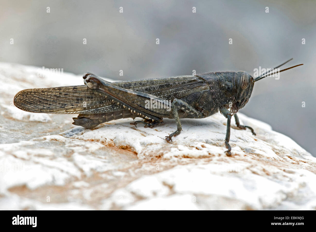 Egyptian grasshopper, Egyptian Locust (Anacridium aegyptium, Anacridium aegypticum), sitting on a rock Stock Photo